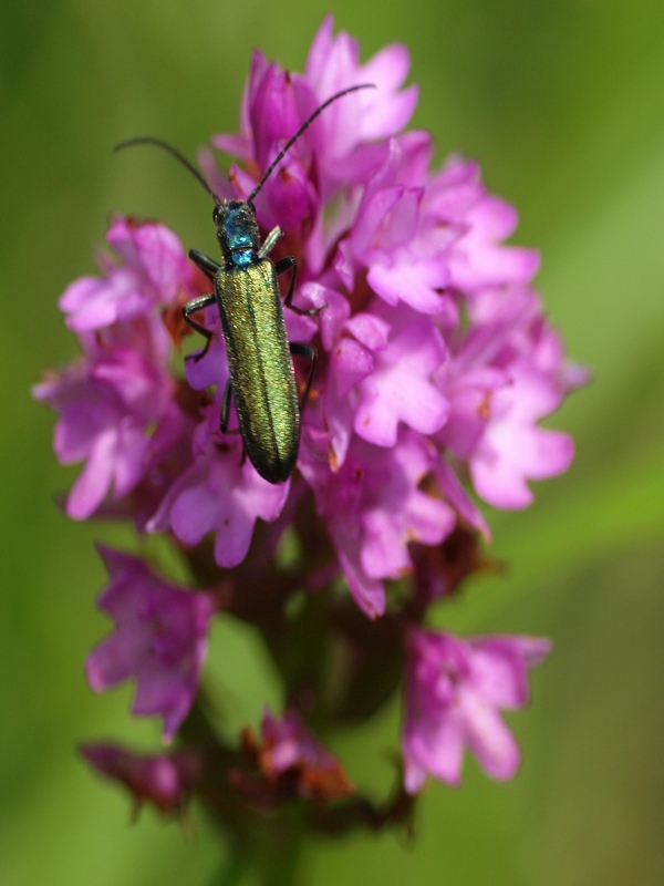 Oedemeridae